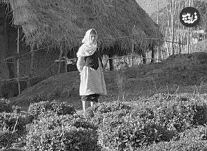 عکس| سفر زمان؛ دختر رشتی در کنار یک کلبه در مزرعه چای؛ دهۀ 30