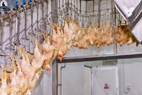 (ویدئو) از سلاخی و پر کنی تا بسته بندی گوشت مرغ در یک کارخانه مدرن اورپایی