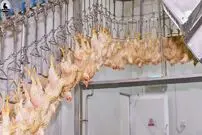 (ویدئو) از سلاخی و پر کنی تا بسته بندی گوشت مرغ در یک کارخانه مدرن اورپایی