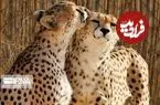 تلما و توله‌اش؛ قصه‌ای از بقا در خراسان شمالی