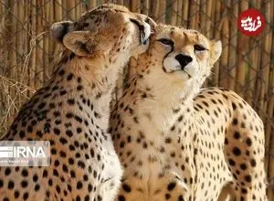 تلما و توله‌اش؛ قصه‌ای از بقا در خراسان شمالی