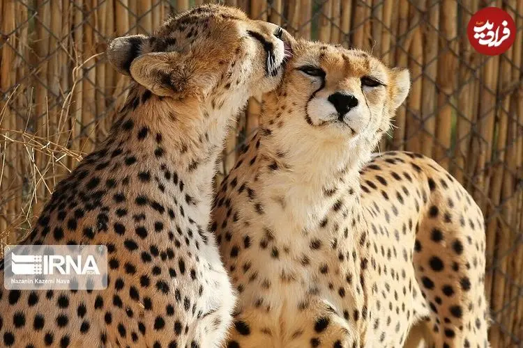 تلما و توله‌اش؛ قصه‌ای از بقا در خراسان شمالی