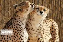 تلما و توله‌اش؛ قصه‌ای از بقا در خراسان شمالی