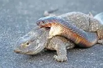 ببینید| تلاش عجیب «مار کبرا» برای شکار «بزمجه» در میان جاده!