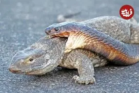 ببینید| تلاش عجیب «مار کبرا» برای شکار «بزمجه» در میان جاده!