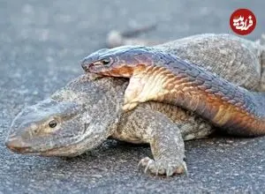 ببینید| تلاش عجیب «مار کبرا» برای شکار «بزمجه» در میان جاده!