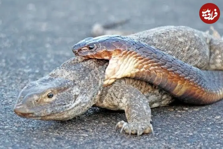 ببینید| تلاش عجیب «مار کبرا» برای شکار «بزمجه» در میان جاده!