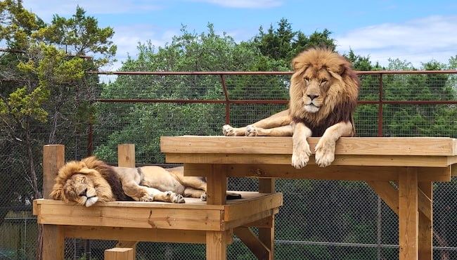  ۵ تا از خطرناک‌ترین حیواناتی که در باغ وحش تهران می‌توانید از نزدیک تماشا کنید