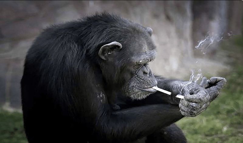 ( ویدیو) عادت عجیب این میمون که روزانه یک باکس سیگار می کشد!