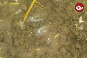 «قبضۀ طلایی شمشیر» بعد از هزار سال از دل یک مزرعه بیرون آمد
