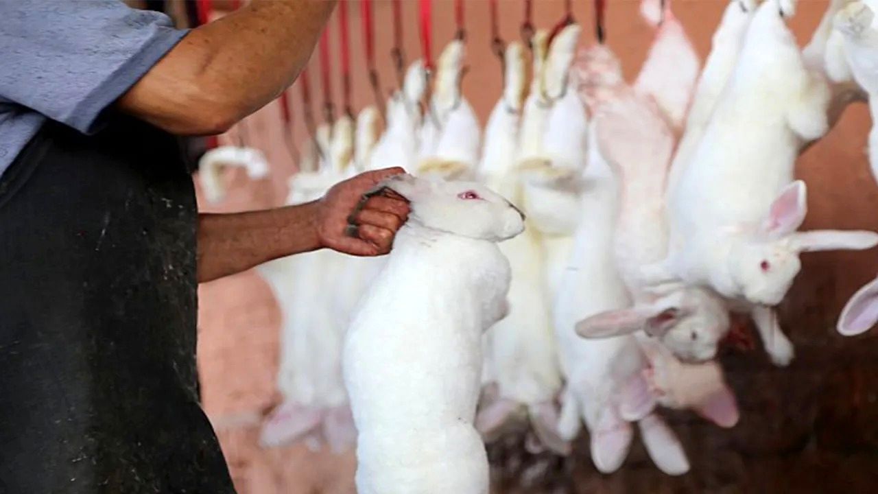 (ویدئو) مراحل پرورش هزاران خرگوش و قورباغه گوشتی؛ فرآوری گوشت خرگوش در کارخانه
