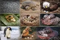 مدت مراقبت جانوران از تخم‌ها؛ آیا می‌دانید کدام جانوران کوتاه‌ترین و کدام‌ها طولانی‌ترین مراقبت را از تخم‌هایشان دارند؟