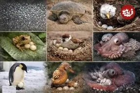 مدت مراقبت جانوران از تخم‌ها؛ آیا می‌دانید کدام جانوران کوتاه‌ترین و کدام‌ها طولانی‌ترین مراقبت را از تخم‌هایشان دارند؟