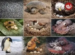 مدت مراقبت جانوران از تخم‌ها؛ آیا می‌دانید کدام جانوران کوتاه‌ترین و کدام‌ها طولانی‌ترین مراقبت را از تخم‌هایشان دارند؟