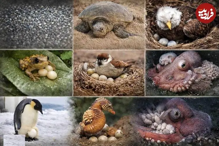 مدت مراقبت جانوران از تخم‌ها؛ آیا می‌دانید کدام جانوران کوتاه‌ترین و کدام‌ها طولانی‌ترین مراقبت را از تخم‌هایشان دارند؟