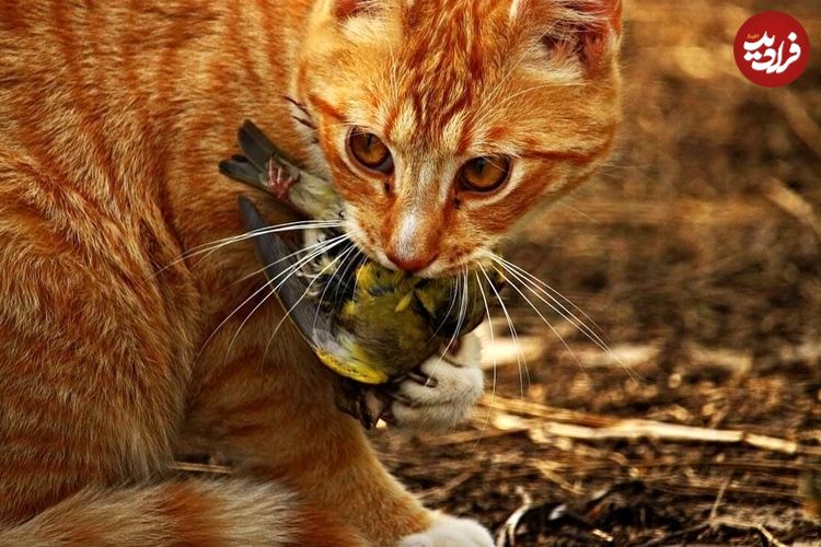 ببینید؛ مقاومت قهرمانانه یک گربه در برابر دو روباه گرسنه