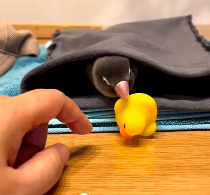 (ویدیو) حسودی بامزه یک مرغ عشق به جوجه عروسک پلاستیکی
