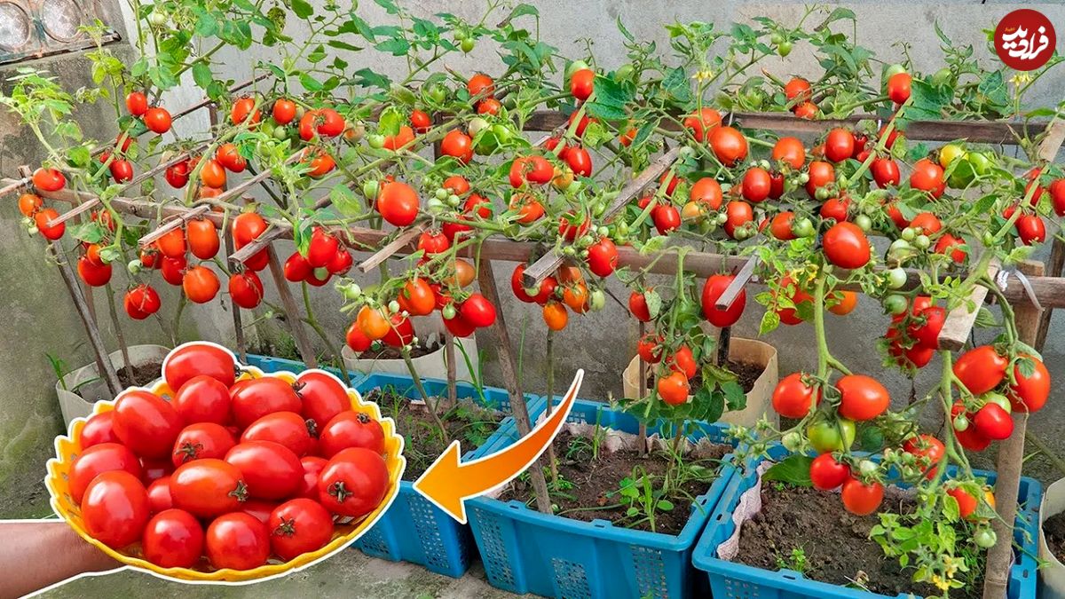 (ویدئو) یک روش آسان برای کشت و برداشت گوجه در خانه با کمک سبد پلاستیکی