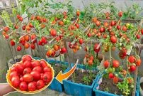 (ویدئو) یک روش آسان برای کشت و برداشت گوجه در خانه با کمک سبد پلاستیکی
