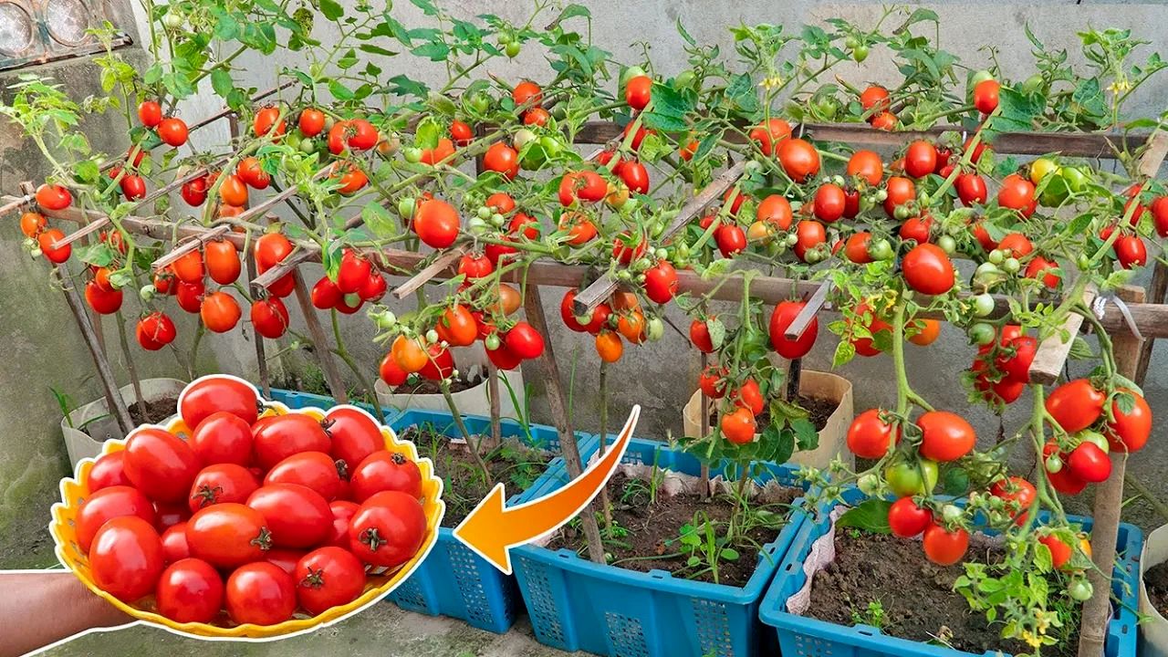 (ویدئو) یک روش آسان برای کشت و برداشت گوجه در خانه با کمک سبد پلاستیکی