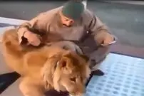 ( ویدیو) شیر خانگی دردسرساز پسرعموی حامد کرزی