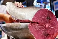 ببینید| غذای خیابانی در ژاپن؛ مهارت سرآشپز در برش ماهی تن غول پیکر و تهیه ساشیمی با آن در توکیو