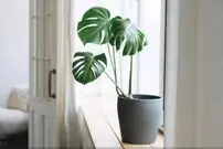 ملاصدرا درباره‌ی آگاهی گیاهان چه می‌گفت؟