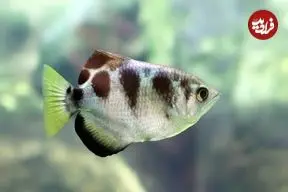 این ماهی چهره انسان‌ها را می‌شناسد