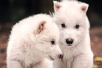 گرگ‌های وحشت که منقرض شده بودند، به لطف فناوری رویان دوباره متولد شدند