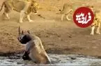 ببینید| مقاومت شجاعانه «کرگدن» گیر افتاده در باتلاق در برابر سه «شیر» گرسنه