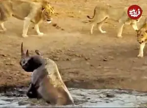 ببینید| مقاومت شجاعانه «کرگدن» گیر افتاده در باتلاق در برابر سه «شیر» گرسنه