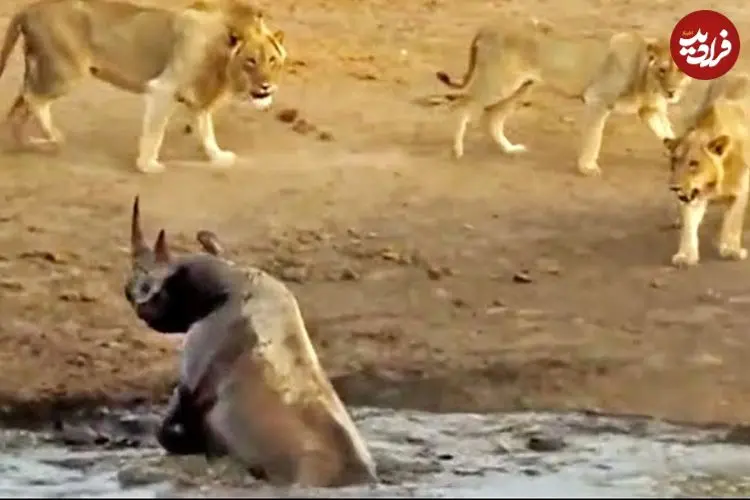 ببینید| مقاومت شجاعانه «کرگدن» گیر افتاده در باتلاق در برابر سه «شیر» گرسنه