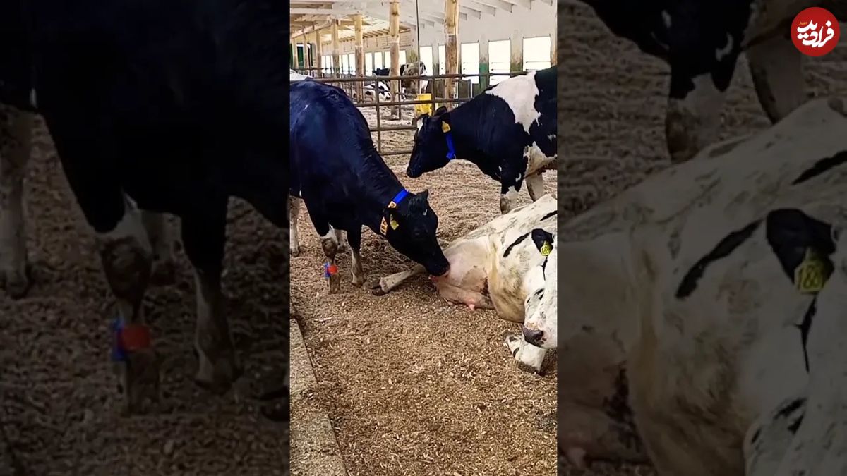 (ویدئو) یک اتفاق عجیب و باورنکردنی؛ این ماده گاو بزرگ، شیر دیگر گاوها را می‌نوشد!