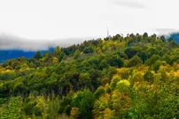 مهاجم آمریکایی در جنگل ‌های هیرکانی | آروجیا چگونه به ایران رسید؟