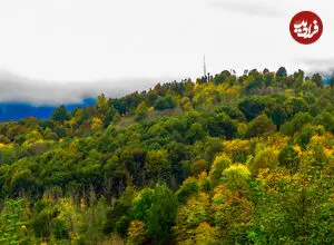 مهاجم آمریکایی در جنگل ‌های هیرکانی | آروجیا چگونه به ایران رسید؟