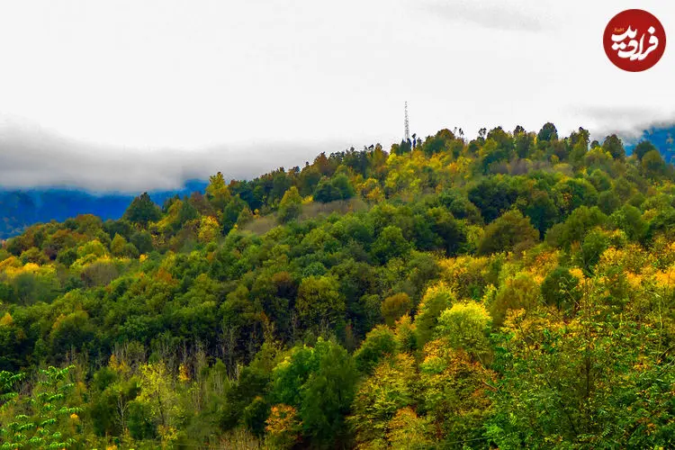 مهاجم آمریکایی در جنگل ‌های هیرکانی | آروجیا چگونه به ایران رسید؟