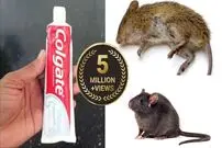 (ویدئو) یک روش ساده برای از بین بردن موشی های موذی خانه در 10 دقیقه