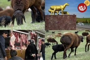 (ویدئو) گوسفند غول‌پیکری که در تاجیکستان مثل طلا باارزش است