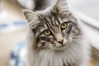 (ویدیو)  گربه ای که جان کودک را نجات داد