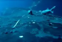 ببینید| لحظات دیدنی موج‌سواری ماهی‌های ریمورا با نهنگ‌ها