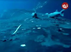 ببینید| لحظات دیدنی موج‌سواری ماهی‌های ریمورا با نهنگ‌ها