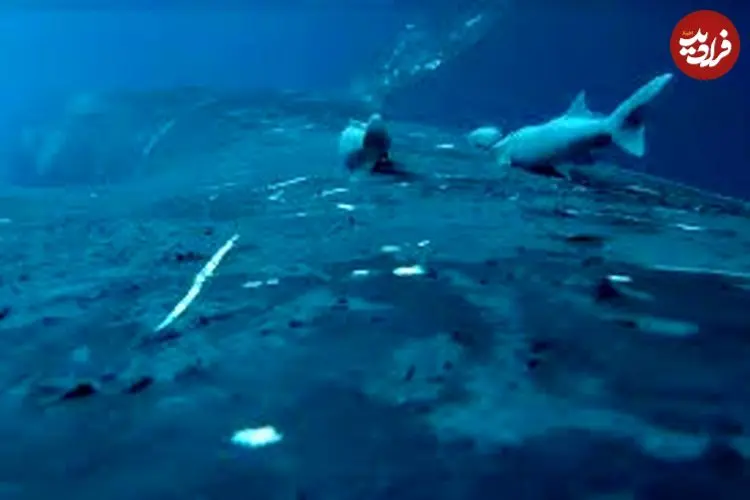 ببینید| لحظات دیدنی موج‌سواری ماهی‌های ریمورا با نهنگ‌ها