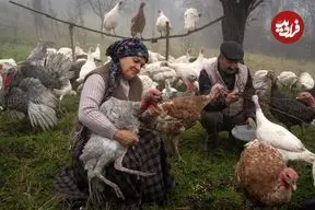 ببینید| غذای روستایی در آذربایجان؛ پخت یک غذای سنتی با بوقلمون در روستا
