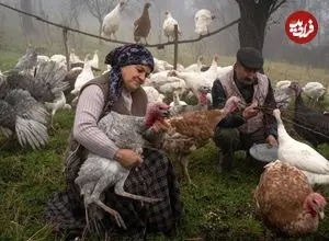 ببینید| غذای روستایی در آذربایجان؛ پخت یک غذای سنتی با بوقلمون در روستا