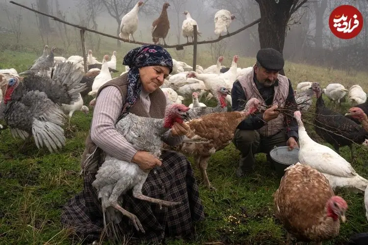 ببینید| غذای روستایی در آذربایجان؛ پخت یک غذای سنتی با بوقلمون در روستا