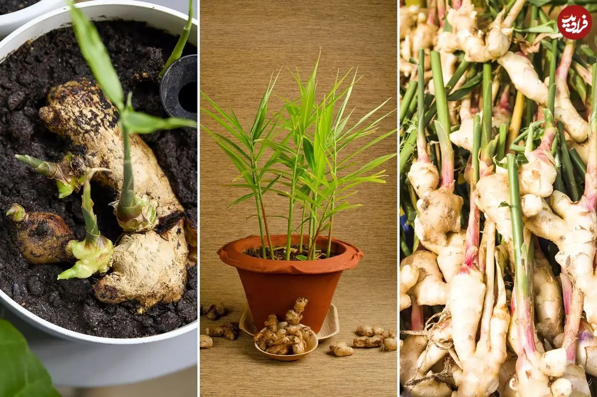چگونه در خانه «زنجبیل» پرورش دهیم؟