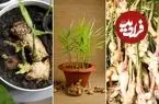چگونه در خانه «زنجبیل» پرورش دهیم؟