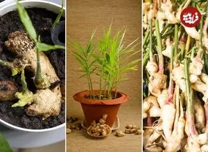 چگونه در خانه «زنجبیل» پرورش دهیم؟