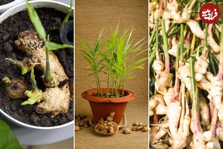چگونه در خانه «زنجبیل» پرورش دهیم؟