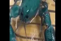 (ویدئو) خرچنگی که مثل آفتاب‌پرست تغییر رنگ می‌دهد